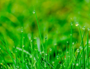 Tips for end of winter and early spring lawn care