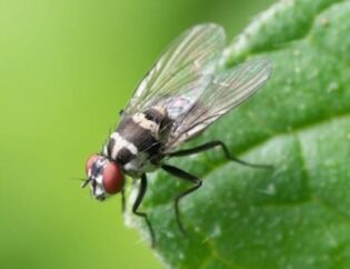 Four Pest Control Tips