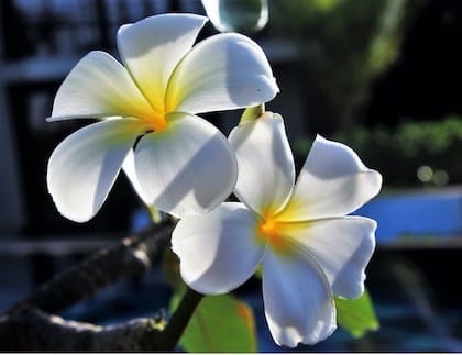 How to Protect Plants in the Sun