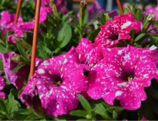 a guide to keeping your hanging baskets looking fresh all summer