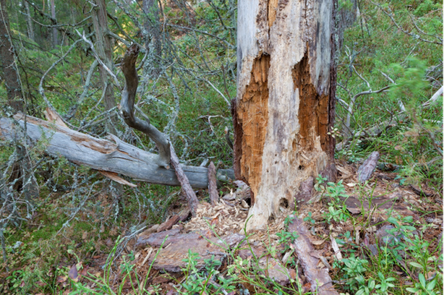 five signs that its time to remove a tree