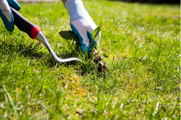 getting pesky weeds out of your lawn for good