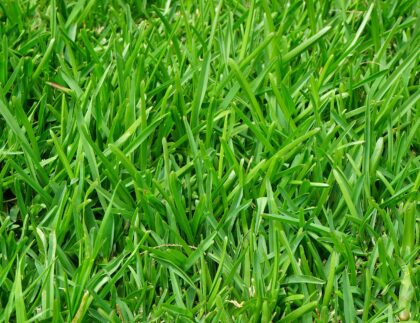 One type of grass with lush, green blades.