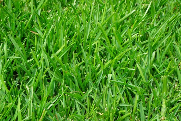 One type of grass with lush, green blades.