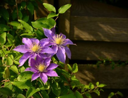 These beautiful clematis flowers climbing a trellis demonstrate one of our DIY landscaping ideas.