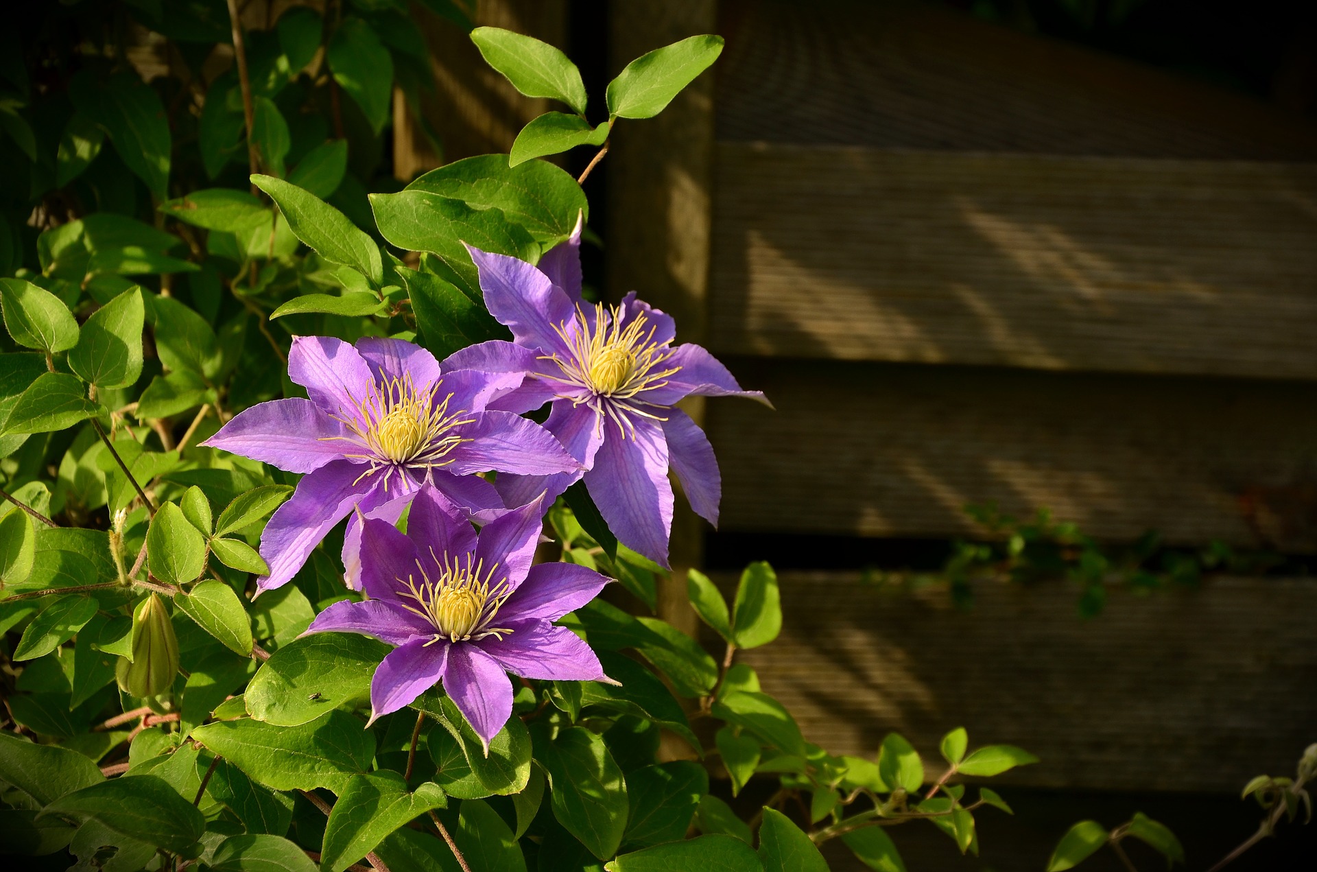 These beautiful clematis flowers climbing a trellis demonstrate one of our DIY landscaping ideas.