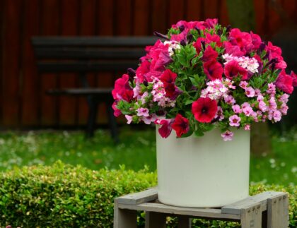 Two simple landscaping ideas: a container planting of pink petunias paired with a well-maintained lawn and boxwood hedge.