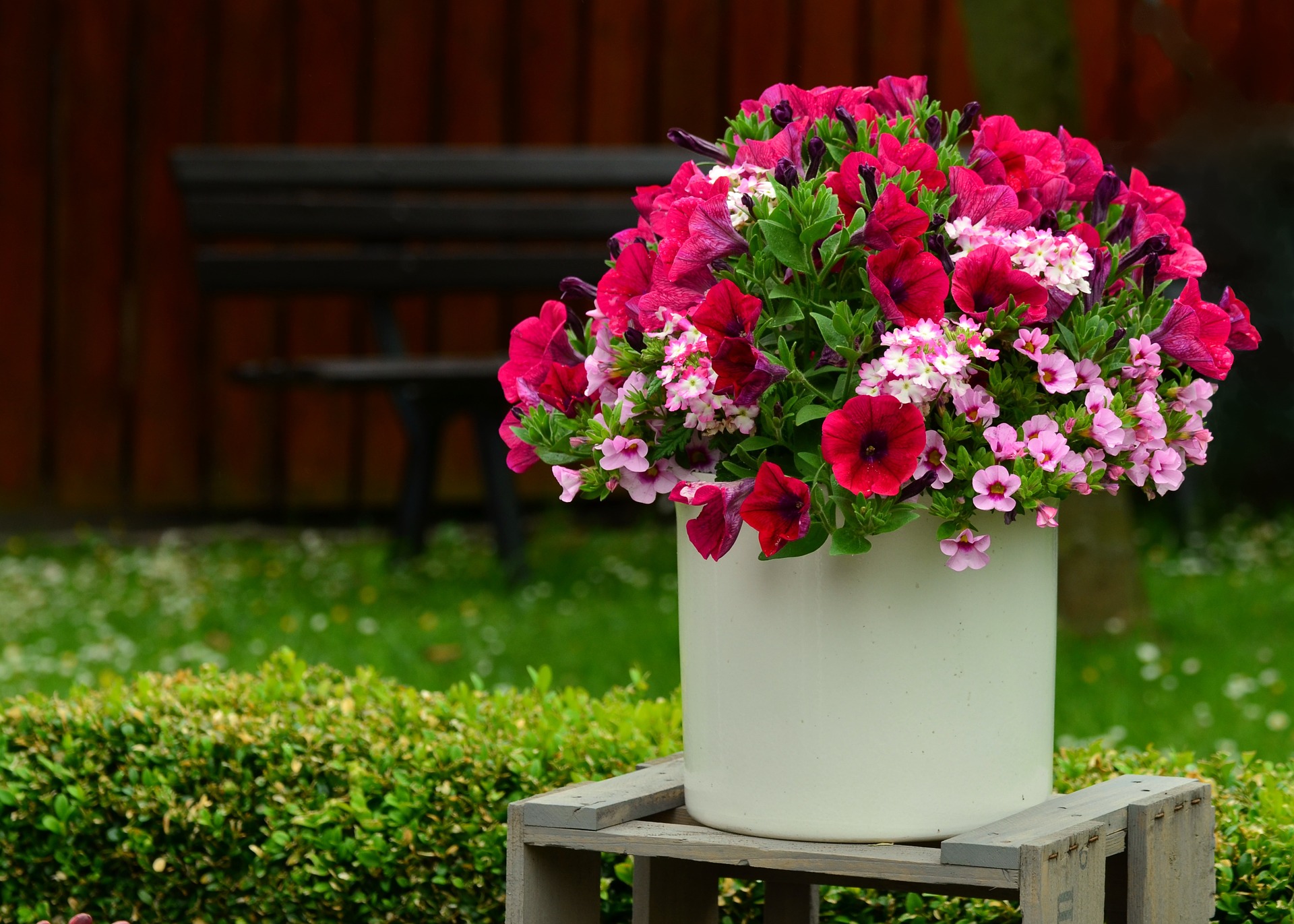 Two simple landscaping ideas: a container planting of pink petunias paired with a well-maintained lawn and boxwood hedge.