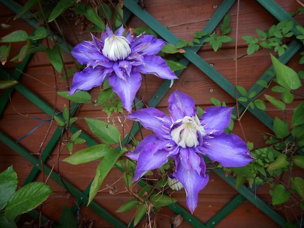 Clematis is a great choice for a tall trellis design.