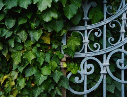 When landscaping along fences, perennial vines like this one are a popular choice.