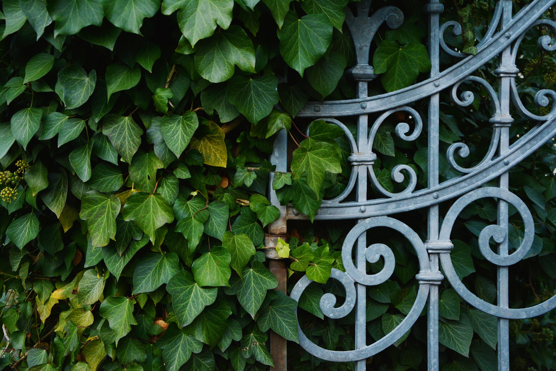 When landscaping along fences, perennial vines like this one are a popular choice.