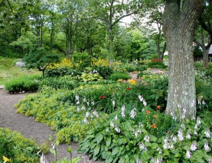 A gardener who knows how to landscape around trees planted this lush garden of towering trees and lush, shade tolerant perennials.