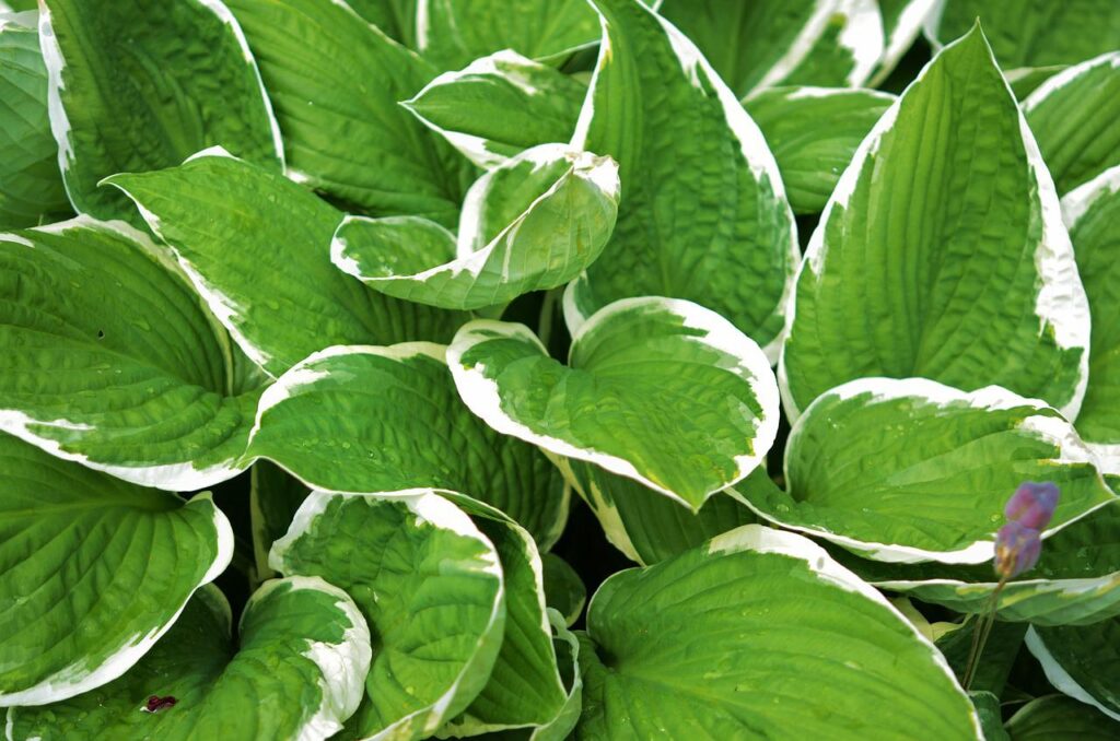 Hostas are excellent plants to divide in the event the garden design has become overgrown.