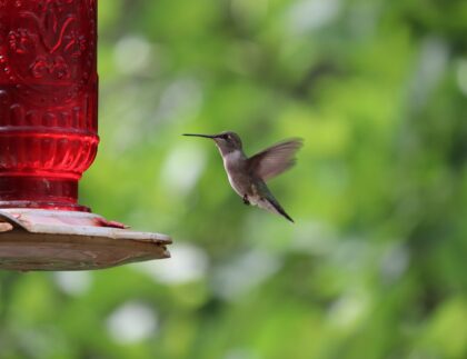 A landscape berm is a great place to put hummingbird feeders, like the one pictured here.