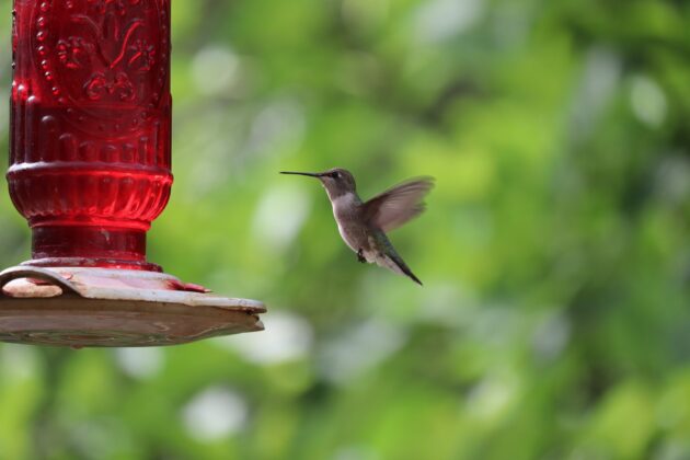 A landscape berm is a great place to put hummingbird feeders, like the one pictured here.