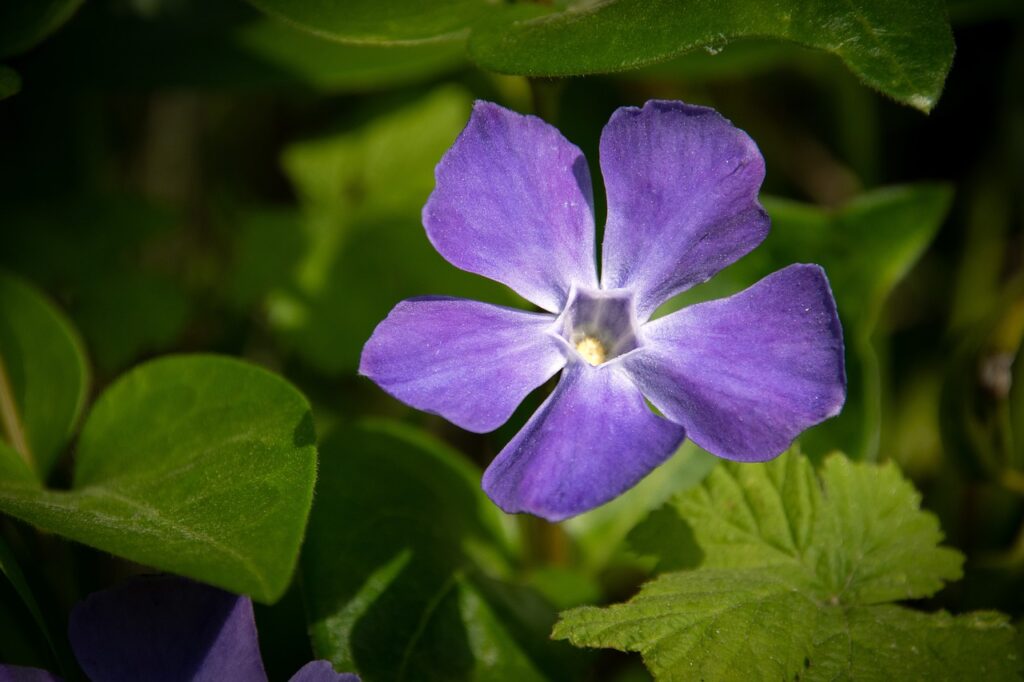 Vinca grows well in the shade and even blooms in a pretty periwinkle color. 