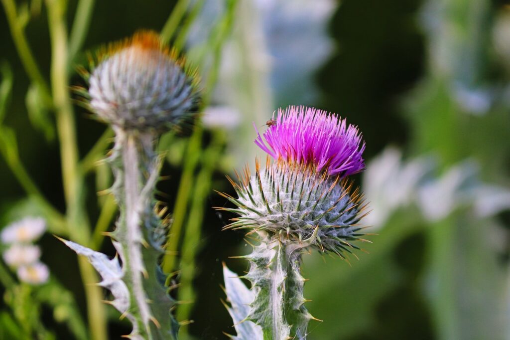 Thistles and dandelions can ruin the best garden design, so keep the landscaping looking fresh with regular maintenance.