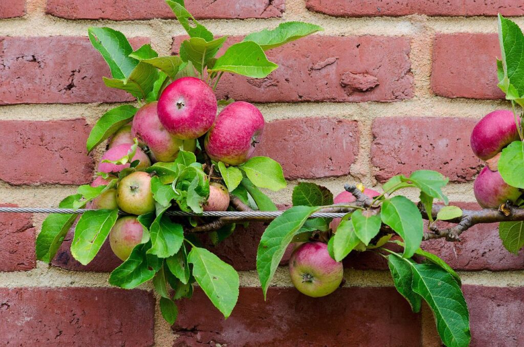 Apple trees are a productive choice to espalier.