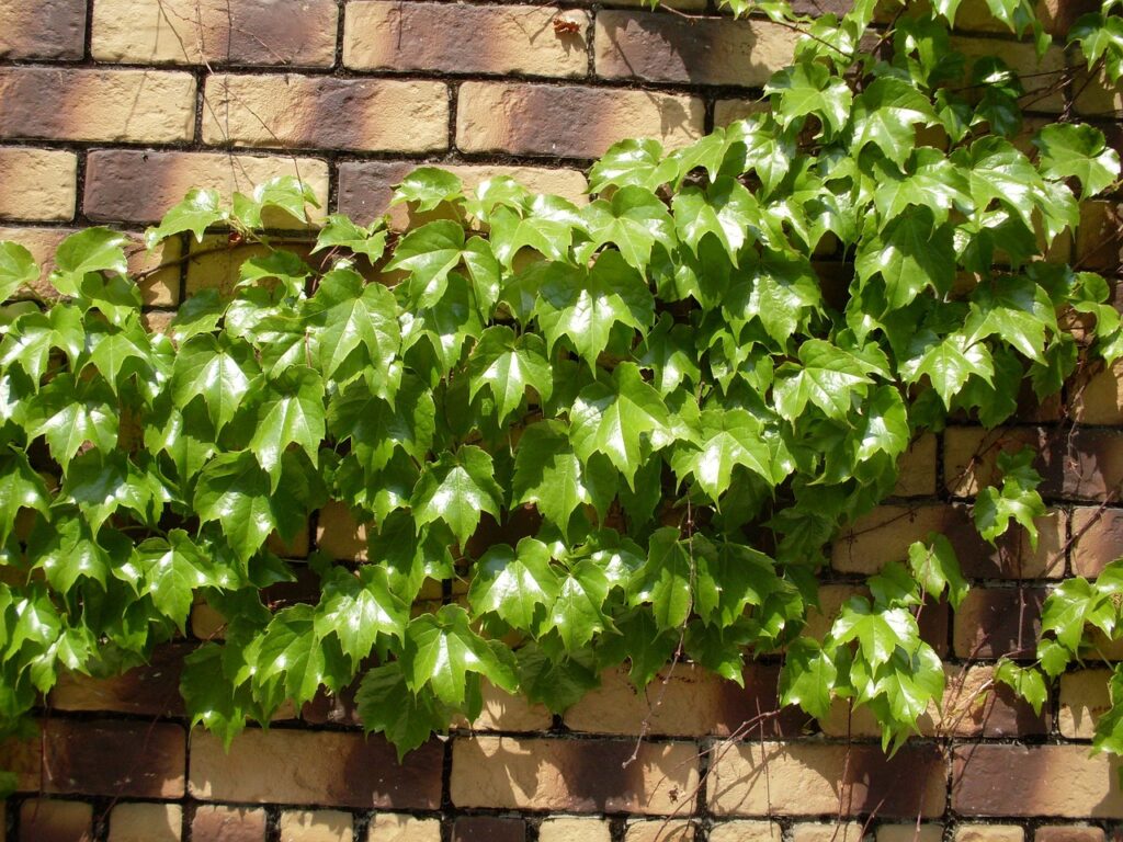 Green vines break up large walls of stone and brick while adding beauty and visual interest to the outdoor space.