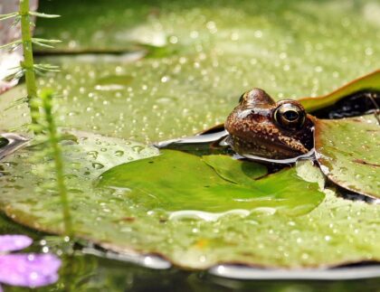 It can be fun to see wildlife like frogs in ponds, but not when that pond is a result of bad landscape drainage in your yard.