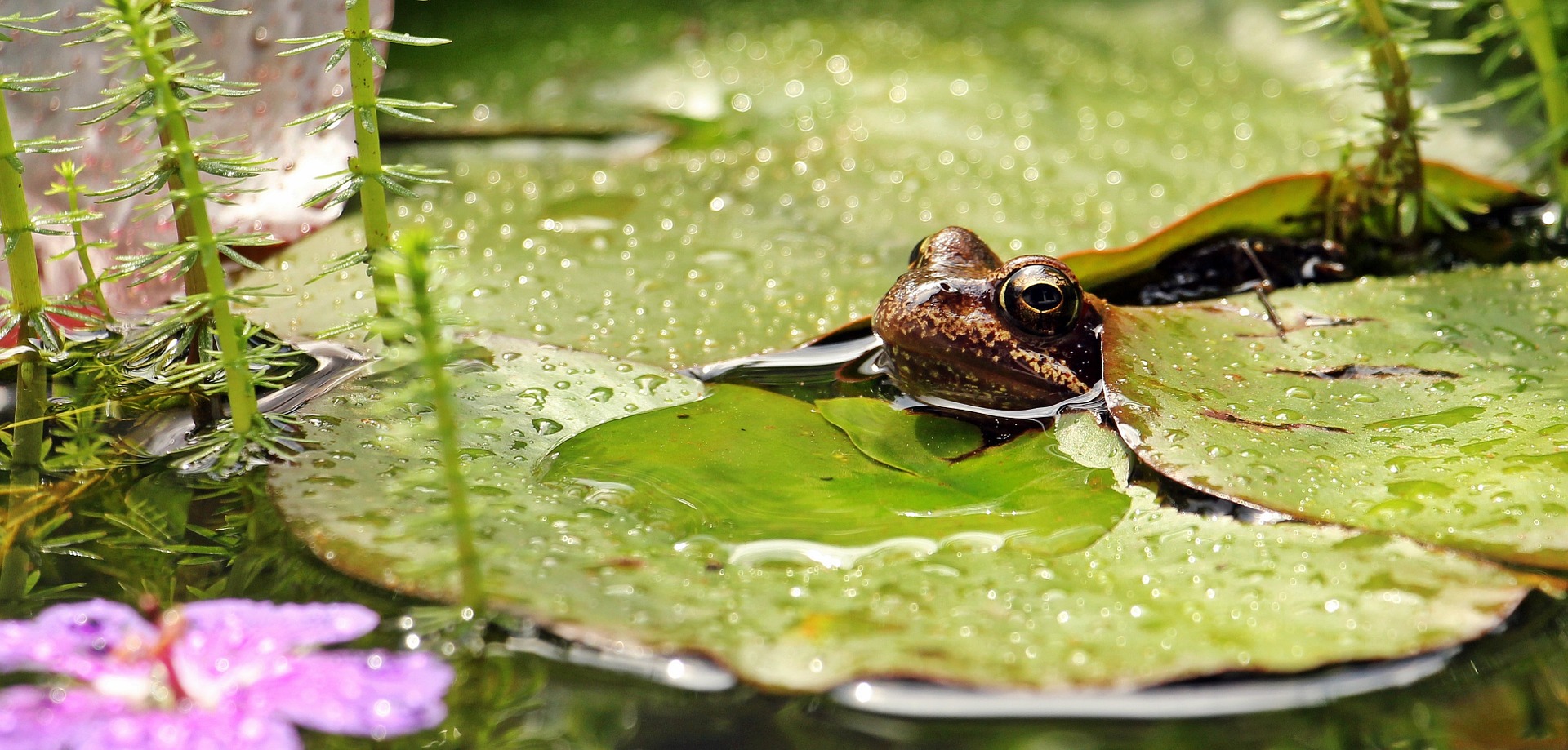 It can be fun to see wildlife like frogs in ponds, but not when that pond is a result of bad landscape drainage in your yard.