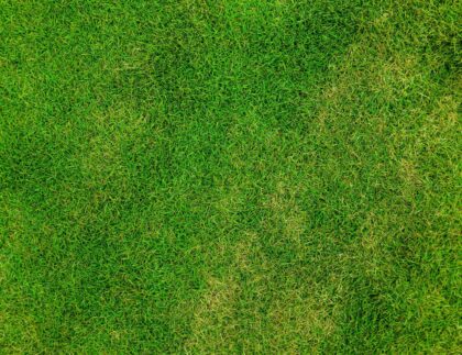 A close up of a lawn with areas of yellowing that could lead to patchy grass.