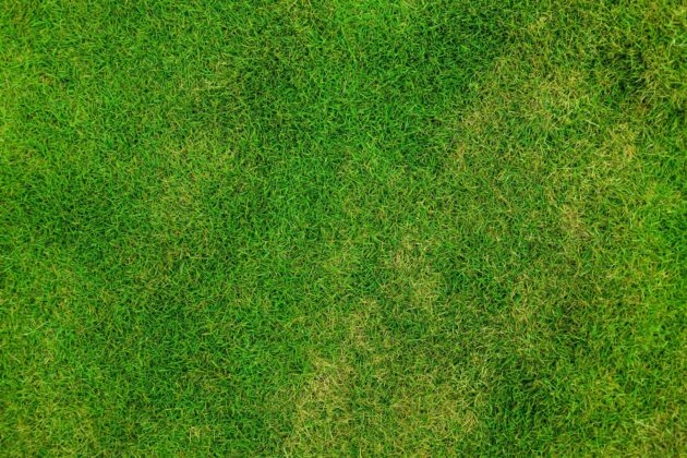 A close up of a lawn with areas of yellowing that could lead to patchy grass.