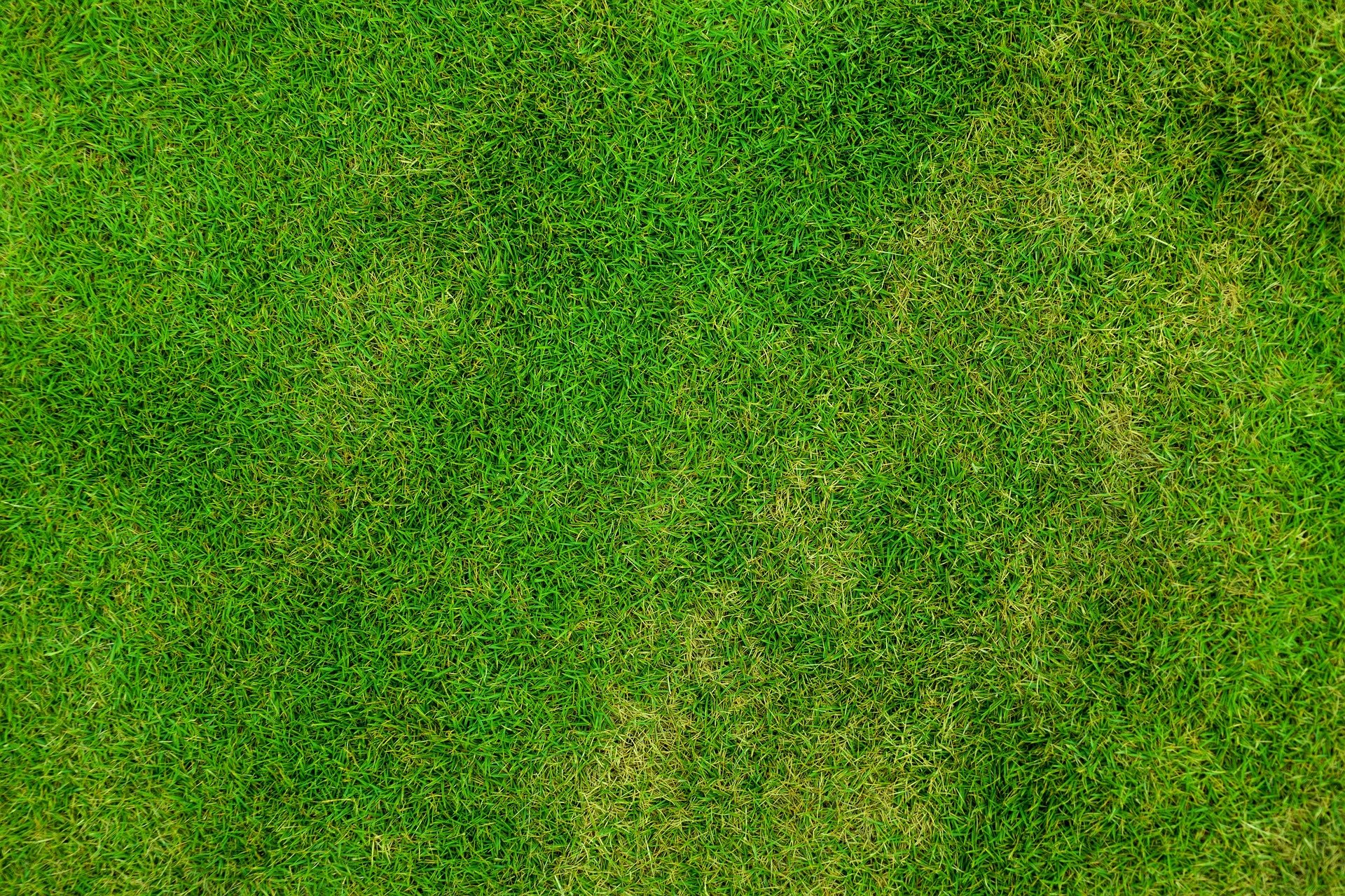 A close up of a lawn with areas of yellowing that could lead to patchy grass.