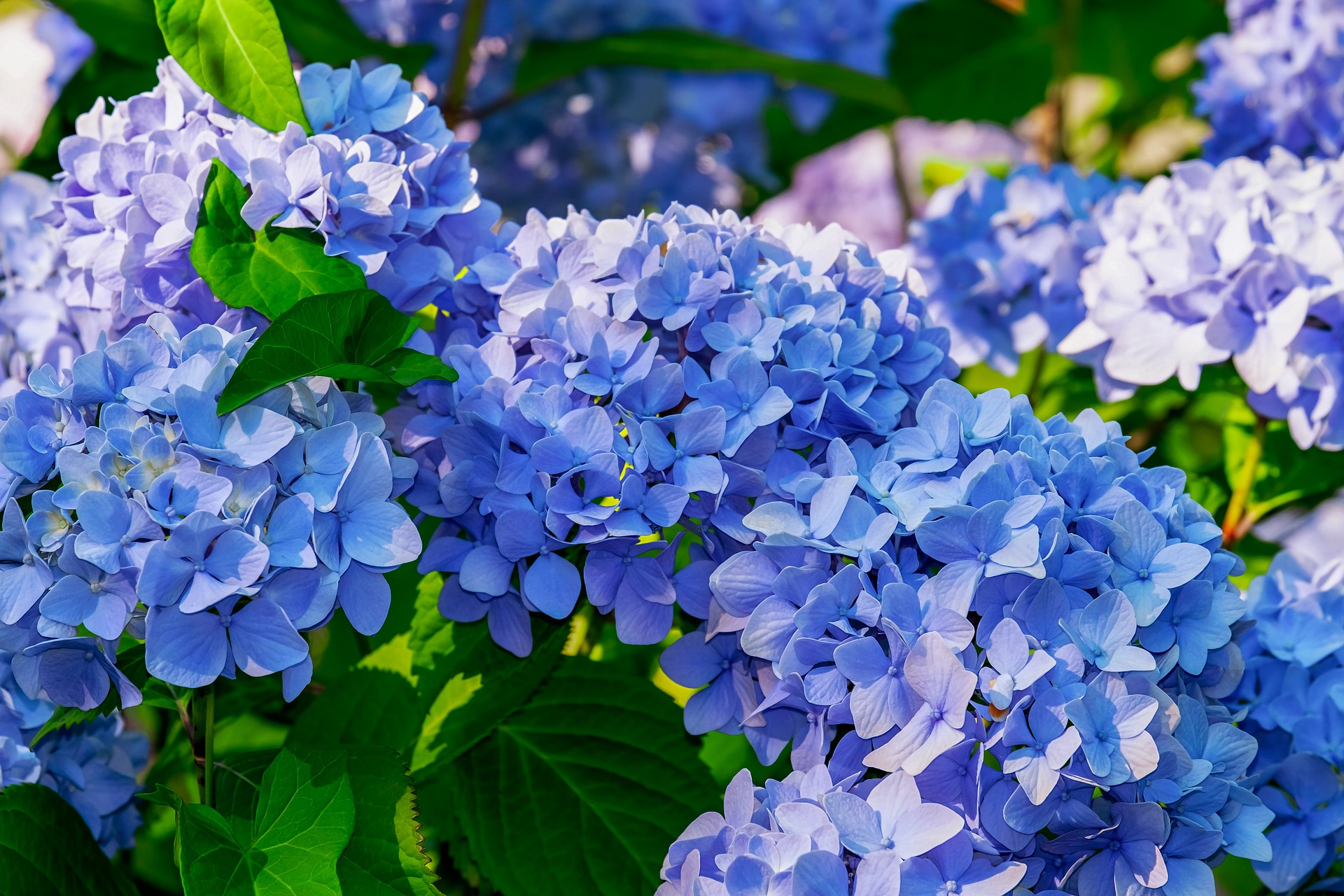 When choosing small shrubs for landscaping, it's good to know that flowering options, like compact hydrangeas shown here, are out there and a blooming yard is not out of reach!