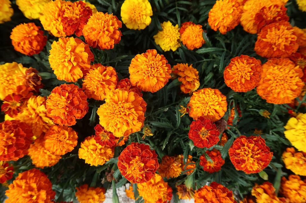 Marigolds are an ever popular choice for easy landscape planters.