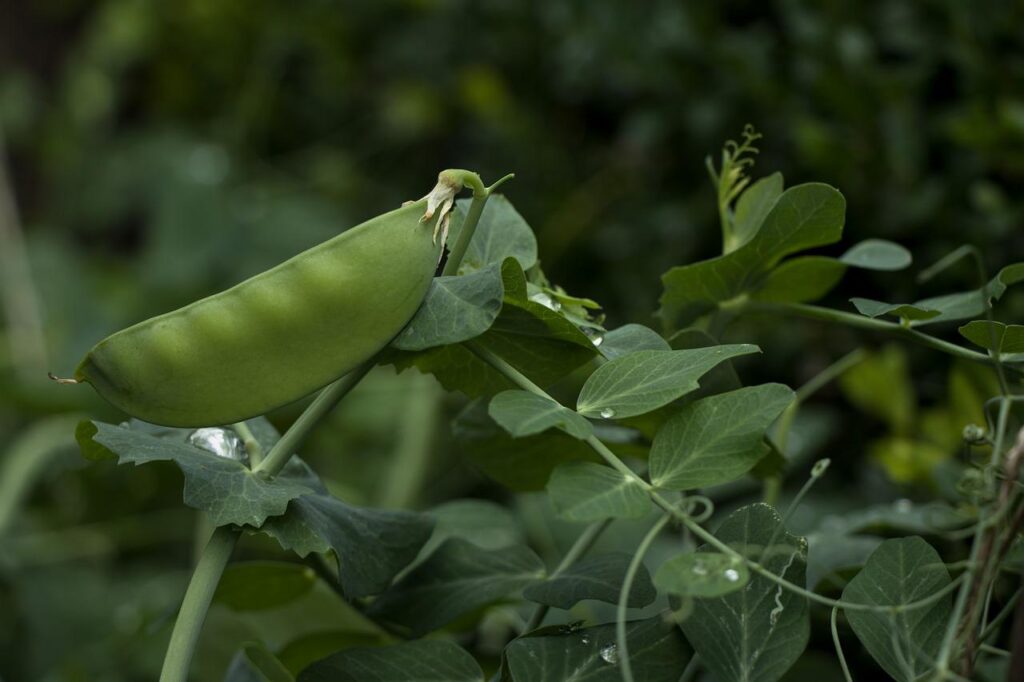 Snap peas are a compact vegetable garden option for those with limited space.