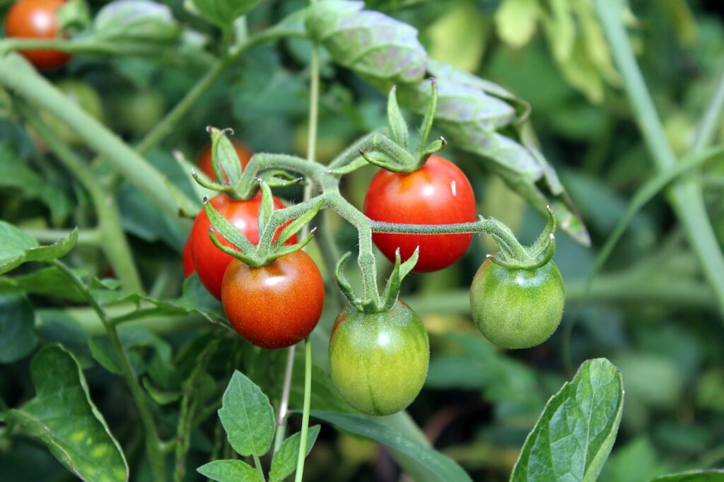 Tomatoes are always popular for backyard gardens.