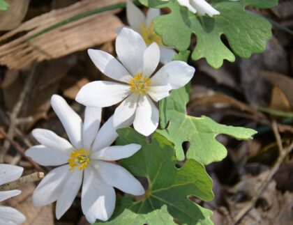 Native landscaping is often done with beautiful wildflowers like bloodroot, a plant that blooms in the spring with white flowers with yellow centers.