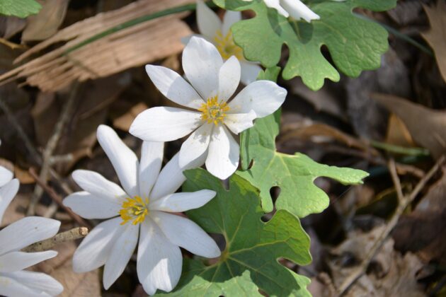 Native landscaping is often done with beautiful wildflowers like bloodroot, a plant that blooms in the spring with white flowers with yellow centers.