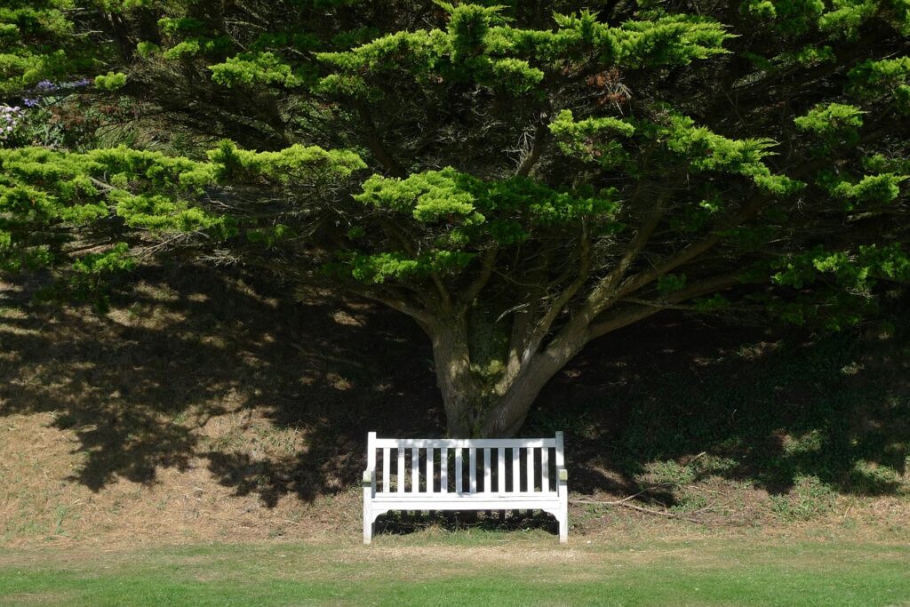 A bench beneath a tree adds seating to backyard landscaping.