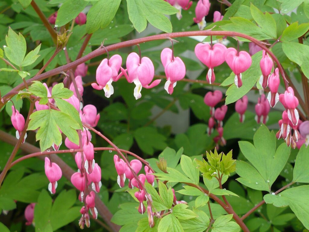 Bleeding hearts are gorgeous perennials that grow bright flowers even in dense shade.