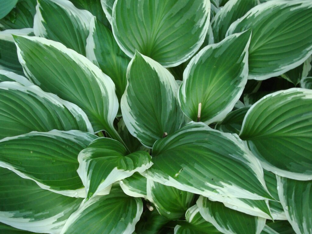 Hostas grow wonderfully in the shade around trees.