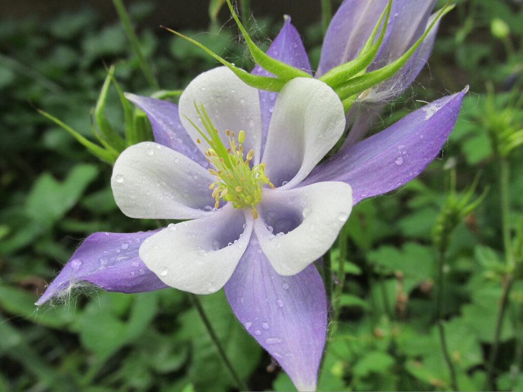 Columbines grow well in the shade around trees.