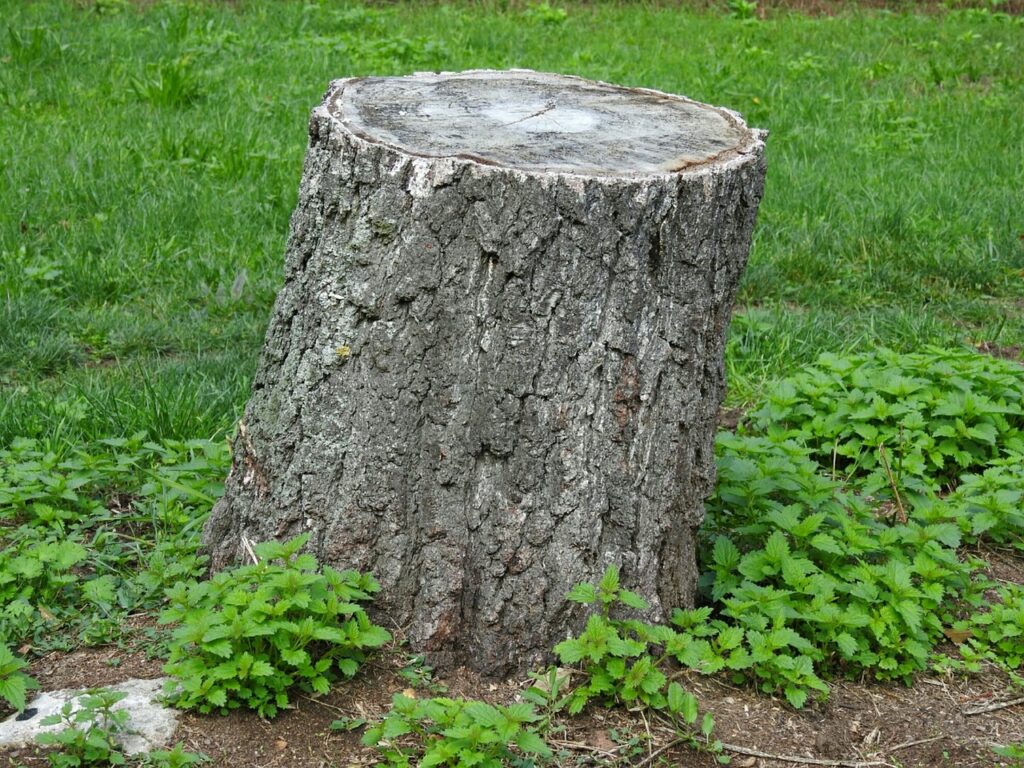 Having a stump fully removed keeps a yard looking tidy and professional.