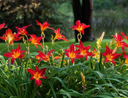 Daylilies like the red ones pictured here are a great addition to perennial landscaping.