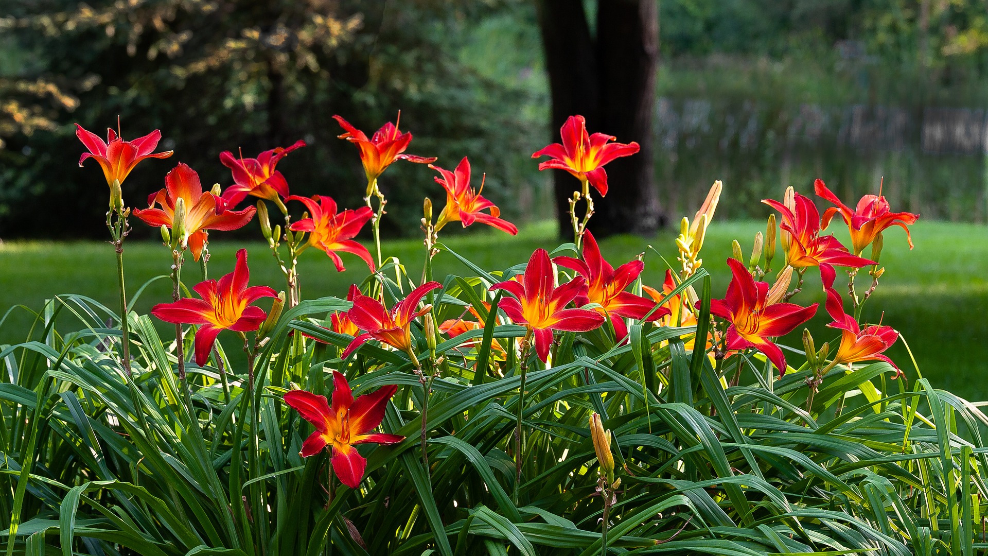 Daylilies like the red ones pictured here are a great addition to perennial landscaping.