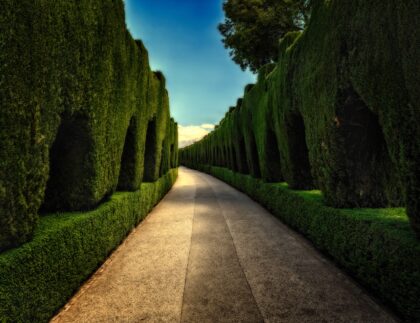 Landscaping with arborvitae shrubs yields gorgeous results like this pathway and hedge combination.