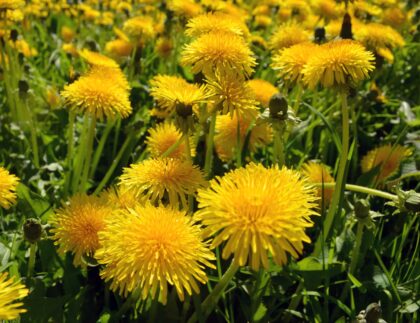 Learn how to use landscape fabric and minimize problem weeds like these yellow dandelions.