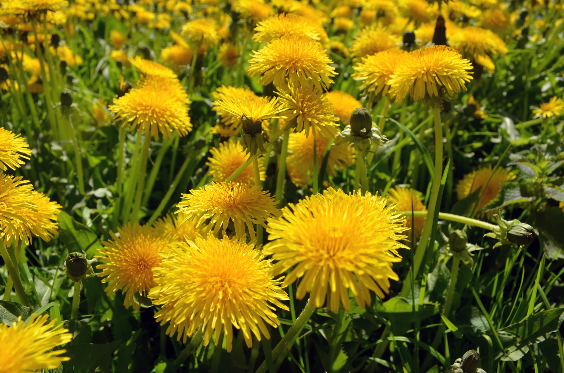 Learn how to use landscape fabric and minimize problem weeds like these yellow dandelions.