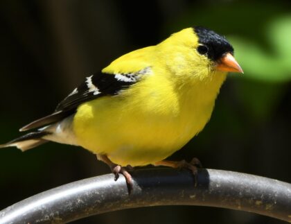 A backyard woodland landscape welcomes interesting wildlife like this American Goldfinch.
