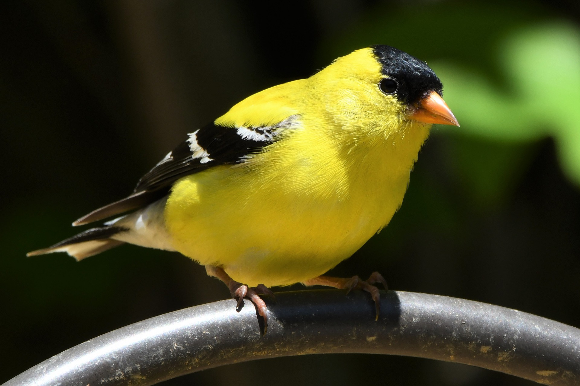 A backyard woodland landscape welcomes interesting wildlife like this American Goldfinch.