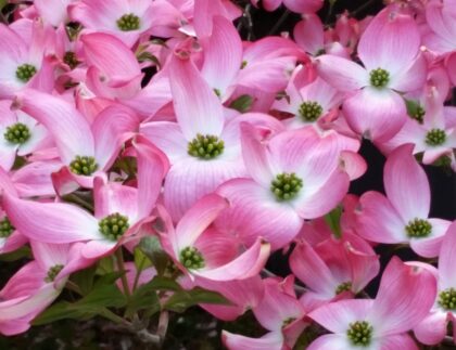 The best trees for front yard landscaping is a subjective list, but if spring blooms are the goal, a dogwood can't be beat.