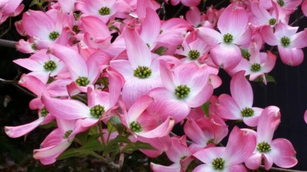 The best trees for front yard landscaping is a subjective list, but if spring blooms are the goal, a dogwood can't be beat.