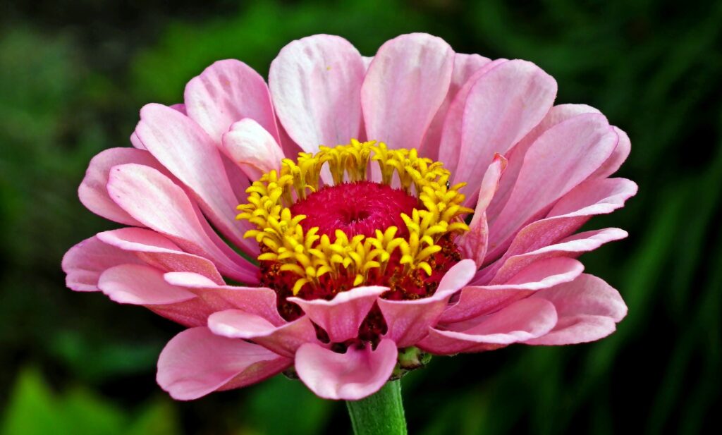 Our favorite landscaping rule is to choose plants that thrive in the Atlanta area, like this showy pink zinnia.