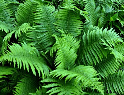 Landscaping with ferns takes a little extra consideration, but the results are spectacular!